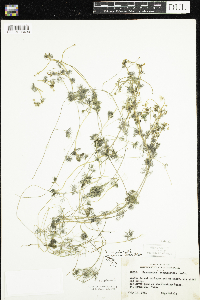 Ranunculus aquatilis image