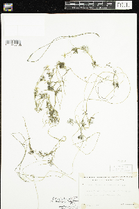 Ranunculus aquatilis var. diffusus image