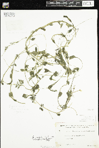 Ranunculus aquatilis var. diffusus image