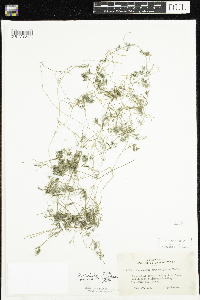 Ranunculus aquatilis var. diffusus image