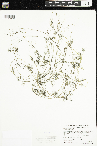 Ranunculus aquatilis image