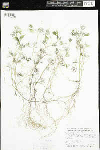 Ranunculus aquatilis var. diffusus image