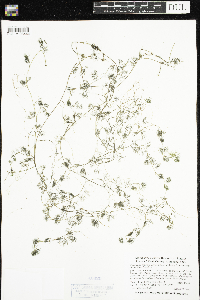 Ranunculus aquatilis var. diffusus image