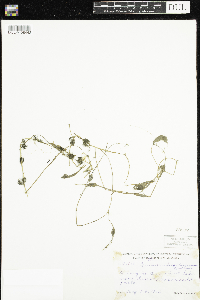 Ranunculus aquatilis image