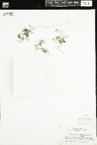 Ranunculus aquatilis image