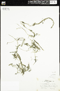Ranunculus aquatilis var. diffusus image