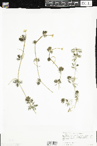 Ranunculus aquatilis var. diffusus image