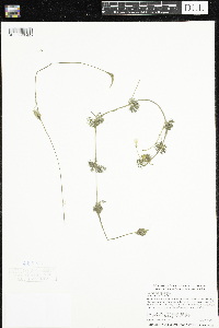 Ranunculus aquatilis image