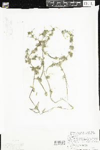 Ranunculus aquatilis image