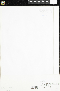 Ranunculus aquatilis image