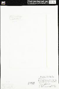 Ranunculus aquatilis image