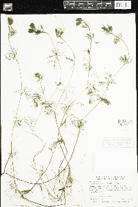 Ranunculus aquatilis var. diffusus image