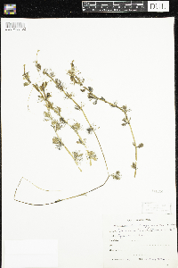 Ranunculus aquatilis image