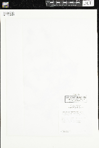 Ranunculus aquatilis image