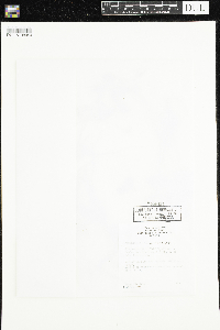 Ranunculus aquatilis image