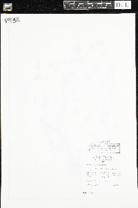 Ranunculus aquatilis var. diffusus image