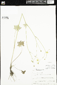 Ranunculus acris image