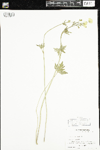Ranunculus acris image