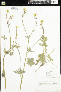 Ranunculus acris image