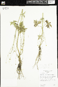 Ranunculus acris image