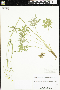 Ranunculus acris image