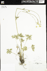 Ranunculus acris image