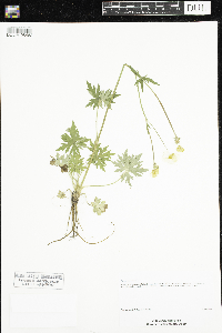 Ranunculus acris image