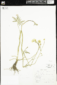 Ranunculus acris image