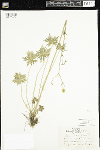 Ranunculus acris image