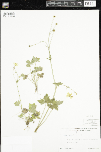 Ranunculus acris image