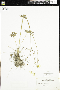Ranunculus acris image