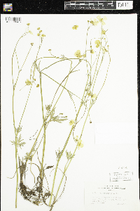 Ranunculus acris image