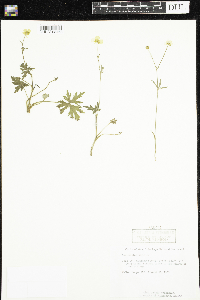 Ranunculus acris image