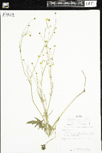 Ranunculus acris image