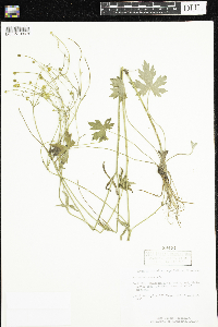 Ranunculus acris image