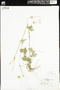 Ranunculus acris image