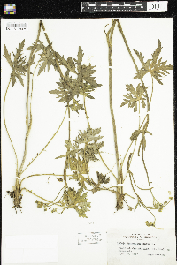 Ranunculus acris image
