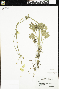 Ranunculus acris image