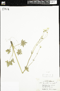 Ranunculus acris image