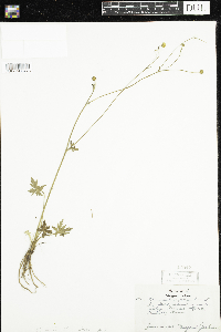 Ranunculus acris image