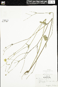 Ranunculus acris image