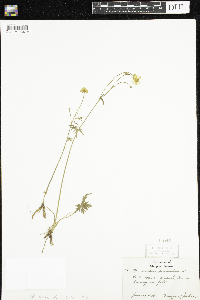 Ranunculus acris image