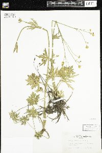 Ranunculus acris image