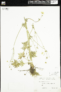 Ranunculus acris image