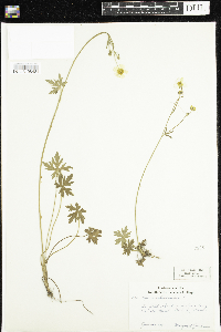 Ranunculus acris image