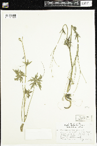 Ranunculus acris image