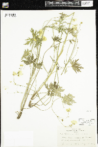 Ranunculus acris image