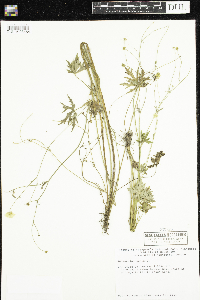 Ranunculus acris image
