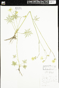 Ranunculus acris image