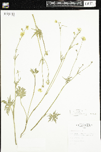 Ranunculus acris image
